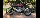 jaguar_shark's Avatar